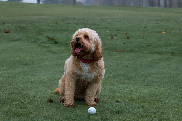 A dog and a golf ball