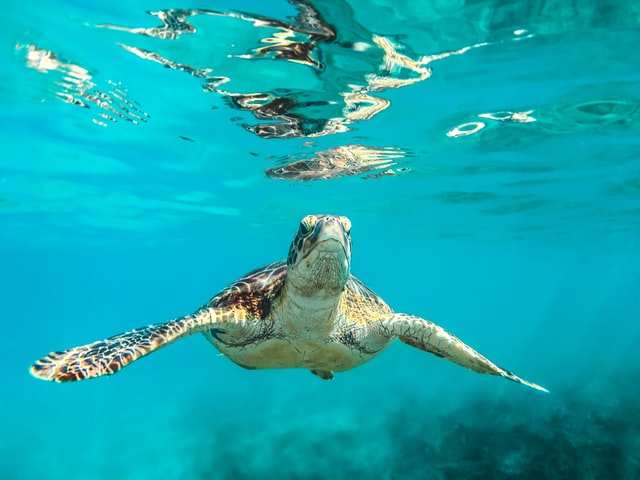 Turtle swimming in the Caribbean
